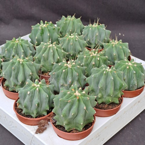 Ferocactus glaucescens - , f