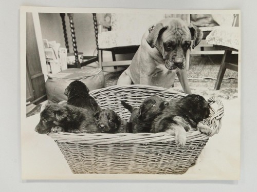 Cute boxer dog - cute,