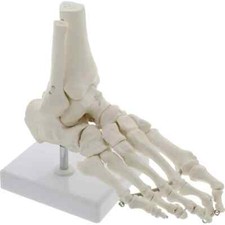 Scheletro anatomico