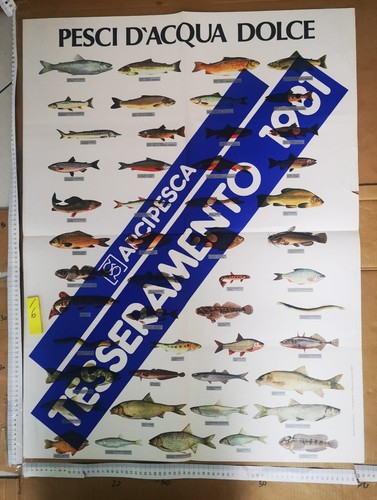 Manifesto originale arcipesca - manifesto,