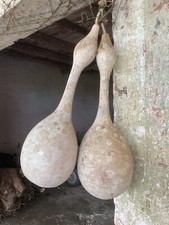 Zucca  Bottiglia Lagenaria Siceriana  15 Semi Raccolto Fresco, Squash, Orto