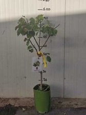 Albicocco nano pianta da