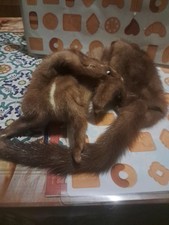 Collo Sciarpa Pelliccia Visone