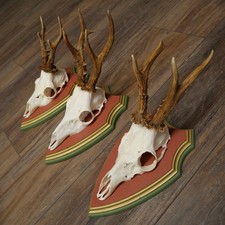 Corna Di Capriolo 3X Caprioli