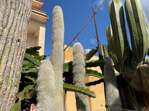 Cactus cleistocactus strausii - cactus,