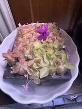 Pinguicula ‘Weser’ Mexican