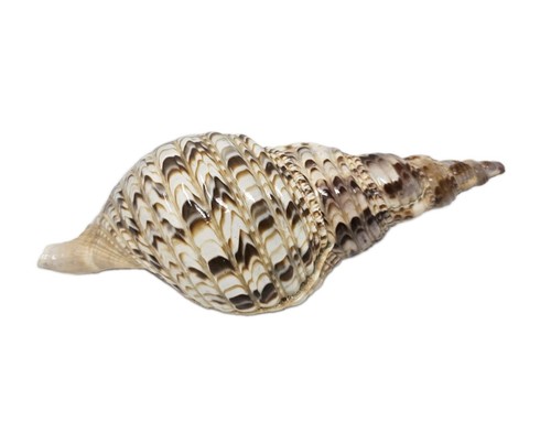 Grande tromba tritone - , charonia