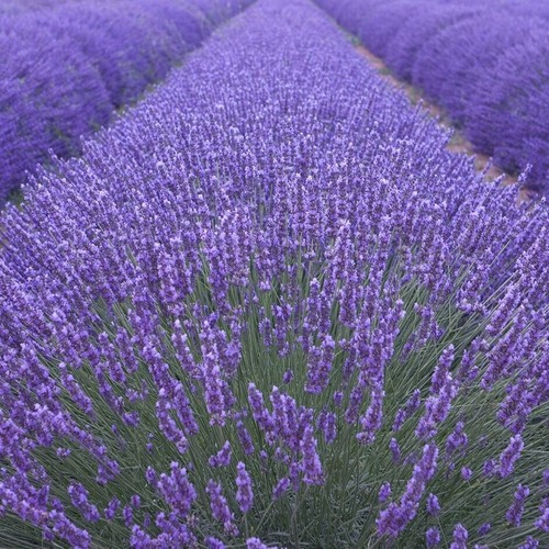 Lavanda vaso piante - 14-,