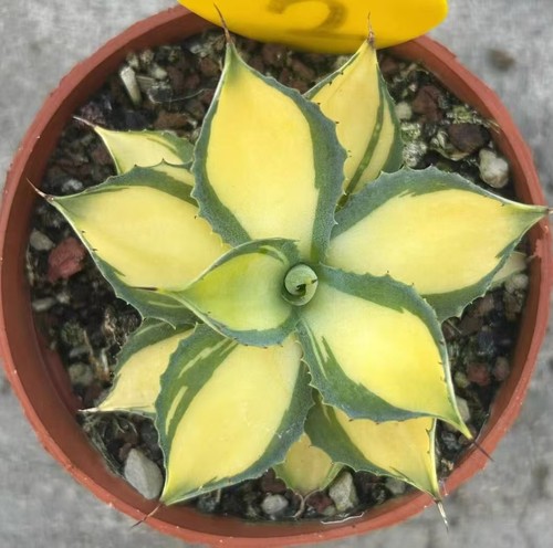 Raro cactus agave - , potatorum