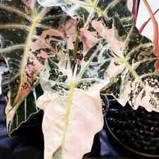 Sale2154 Alocasia rosa Polly Variegata 2 semi