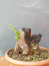 Bonsai Olivastro 19x15cm In