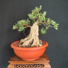 PRE BONSAI ESEMPLARE DI ULIVO