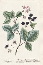 Rubus More Blackberry Bacca