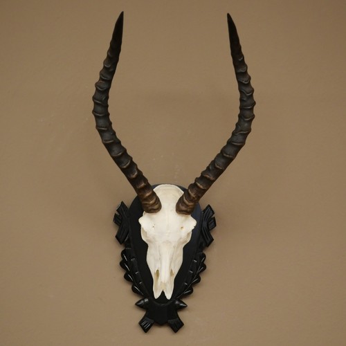 Imapala antilope aepyceros - antilope,