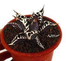 Agave titanota cv CAVALIERE OSCURO TAGLIA SELEZIONATA Y33 - Agave gesso | Agave Titanota