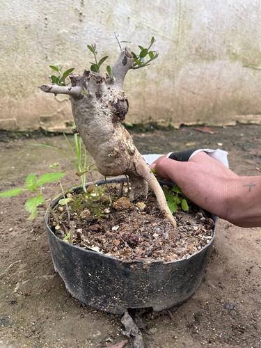 Bonsai olivastro come - ,