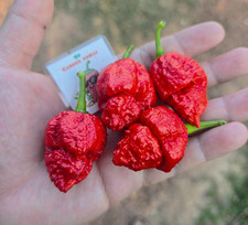 Peperoncino Scorpione