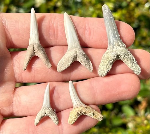 Denti squalo fossile - di,