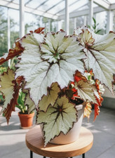 80002718 Begonia Currly bianco