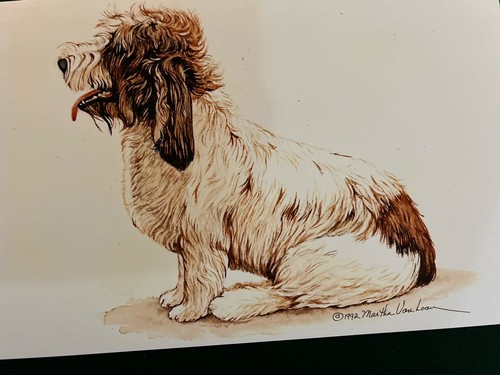 Petit basset griffon - basset, vendeen