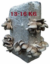 Fungo ostrica coltivazione funghi 14 kg coltura pronta covata funghi coltivazione XXL