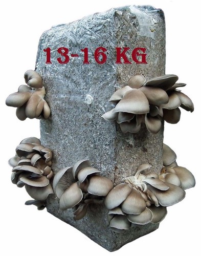 Fungo ostrica coltivazione