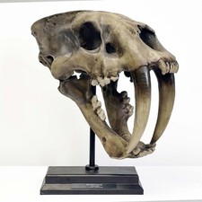 Smilodon Fatalis Saber Tooth