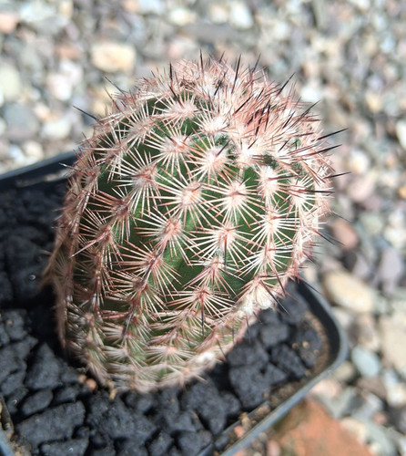 Echinocereus fitchii ssp