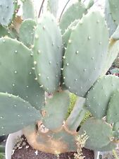opuntia cacanapa 'elisiana'