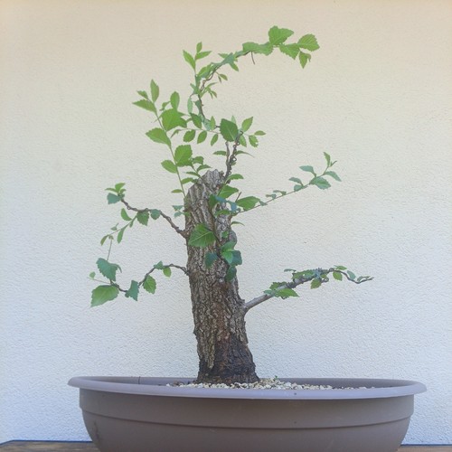 Bonsai xxl olmo - bonsai,