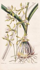 Epidendrum Papillosum orchidea