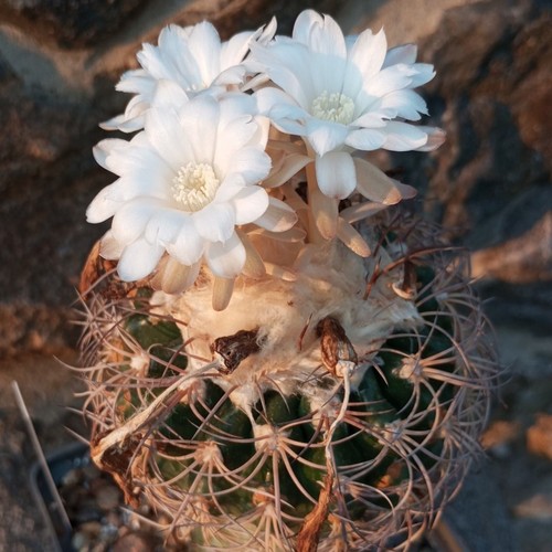Discocactus bahiensis