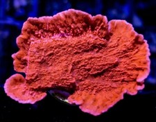 Live coral Red Montipora SPS