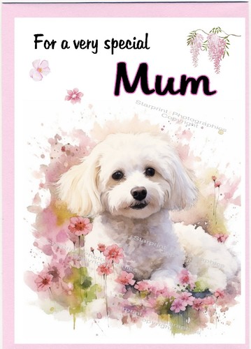 Bichon frise carta bianca per - frise,