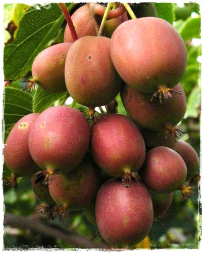 Pianta mini kiwi - pianta,