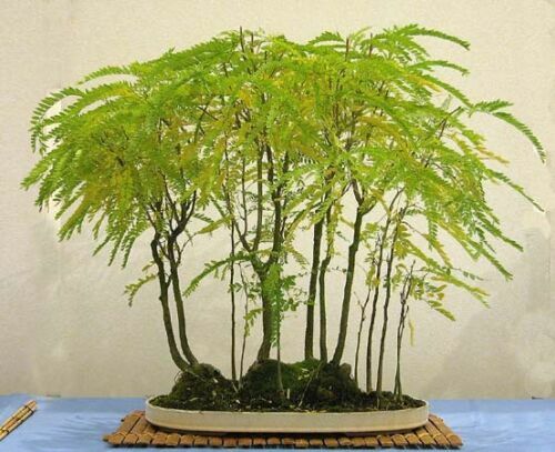 Gleditsia triacanthos spino - gleditsia,