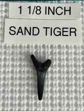 1. Dente di squalo tigre di