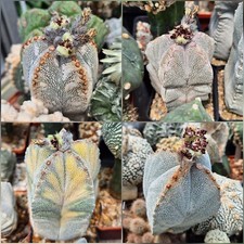 Astrophytum myriostigma
