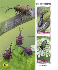 Coleotteri