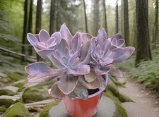 Graptoveria Fred Ives- Grande