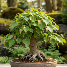 Ficus Religiosa – 10 Semi – Fico Bonsai, Alta Qualità, Pianta Decorativa, Ideale