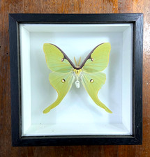 Actias luna Farfalla vera in