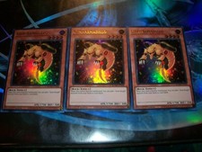 3x Gemma-Armadillo 1°