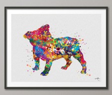 Bulldog inglese cucciolo