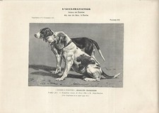 Stampa antica CANI di razza BEAGLE HARRIER 1902 Antique print dogs