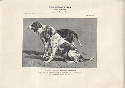 Stampa antica cani - stampa,