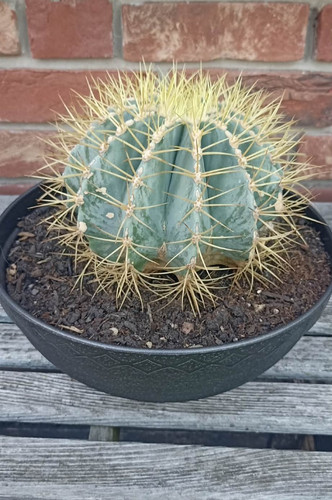 Ferocactus glaucescens - ferocactus,