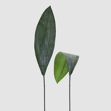 Foglia Tropicale di Aspidistra