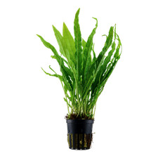 Microsorum pteropus in vasetto