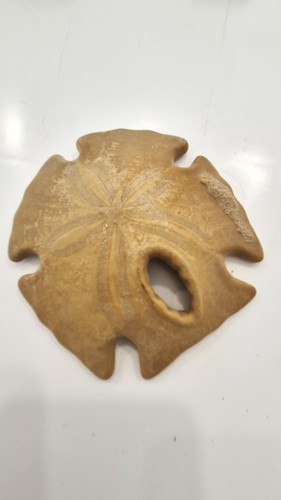 Uncommon fossil sanddollar - fossil,